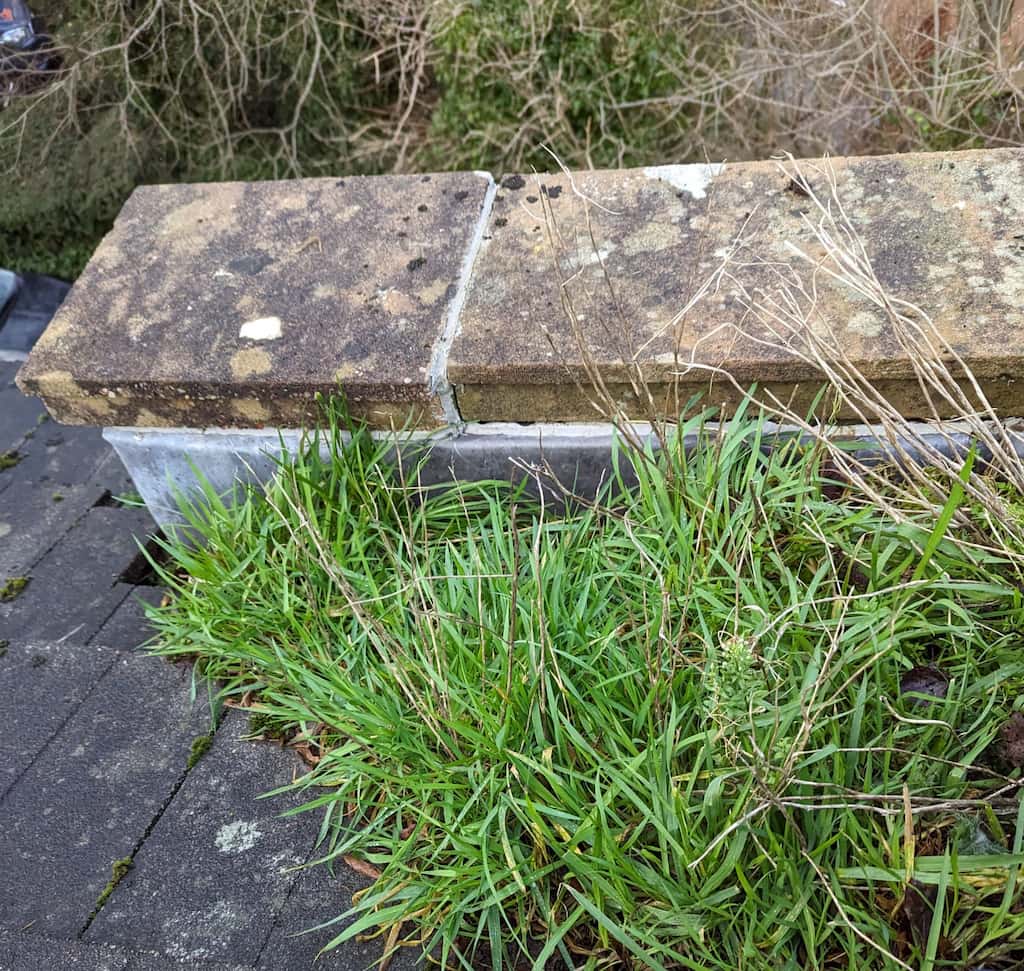 grass grows on a tenement roof